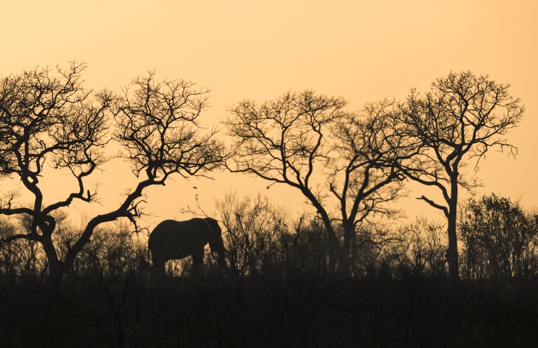 The perfect safari sunset silhouette experience at Sabi Sabi Private Game Reserve. The perfect safari sunset silhouette experience at Sabi Sabi Private Game Reserve.