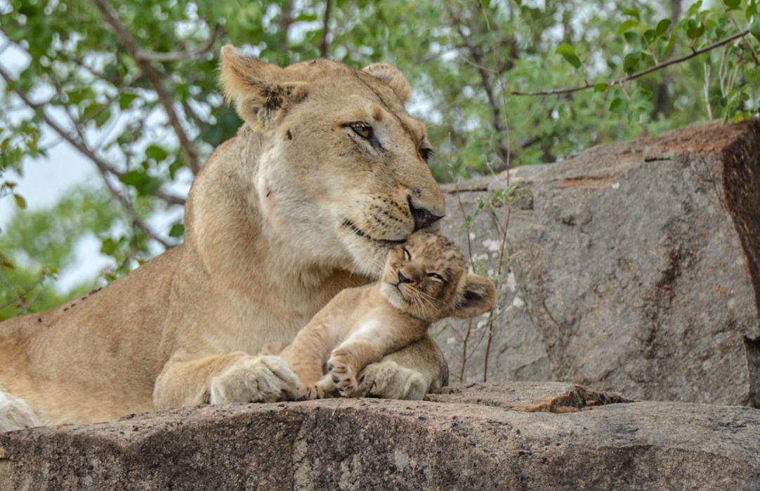 Lion.  170