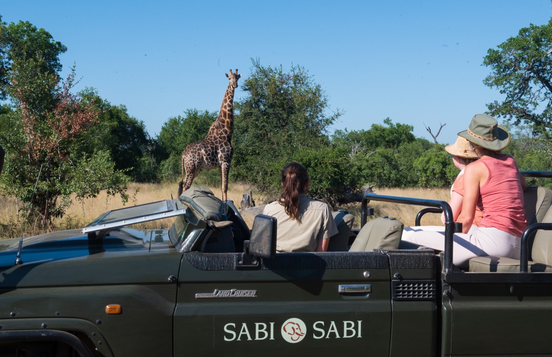 Giraffe spotted while on a private guided Sabi Sabi game drive.