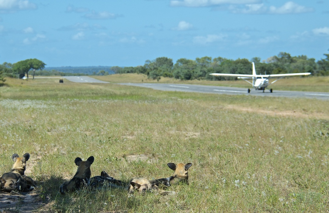 Pack of African wild dogs watching Sabi Sabi guests arriving via aircraft. Pack of African wild dogs watching Sabi Sabi guests arriving via aircraft.
