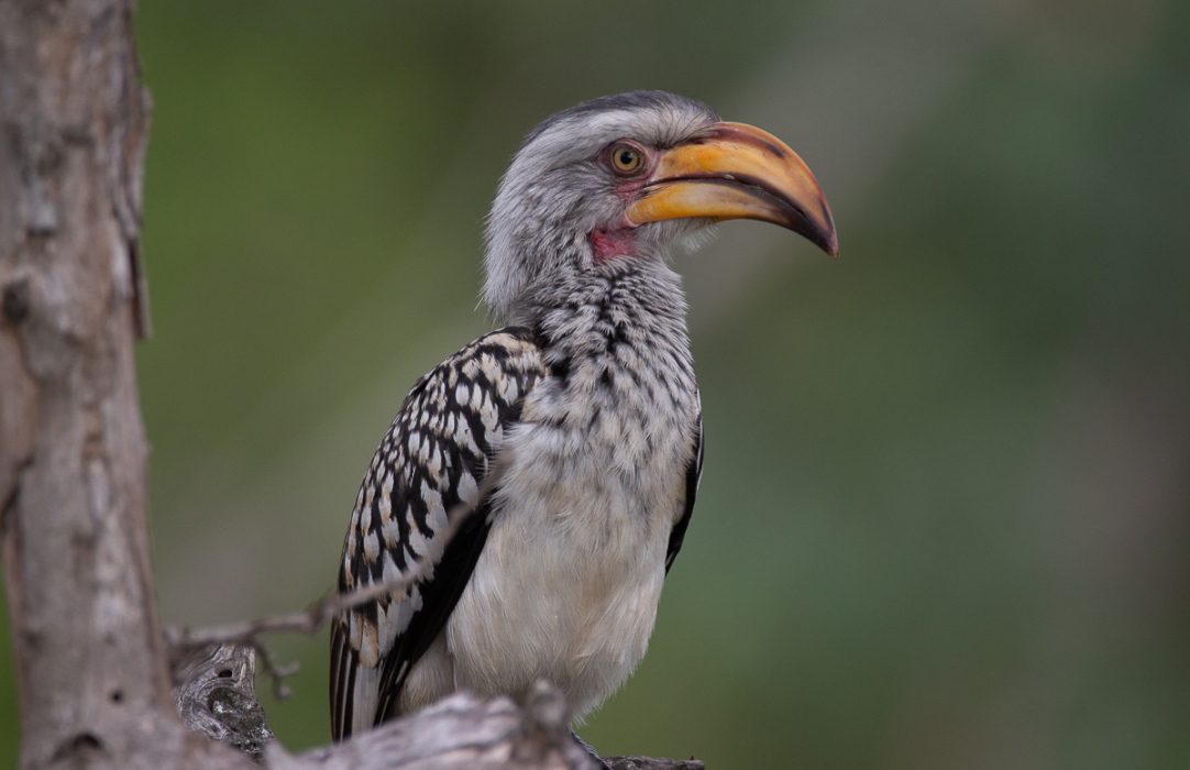 Hornbill perched on a branch spotted by a Sabi Sabi guest. Hornbill perched on a branch spotted by a Sabi Sabi guest.