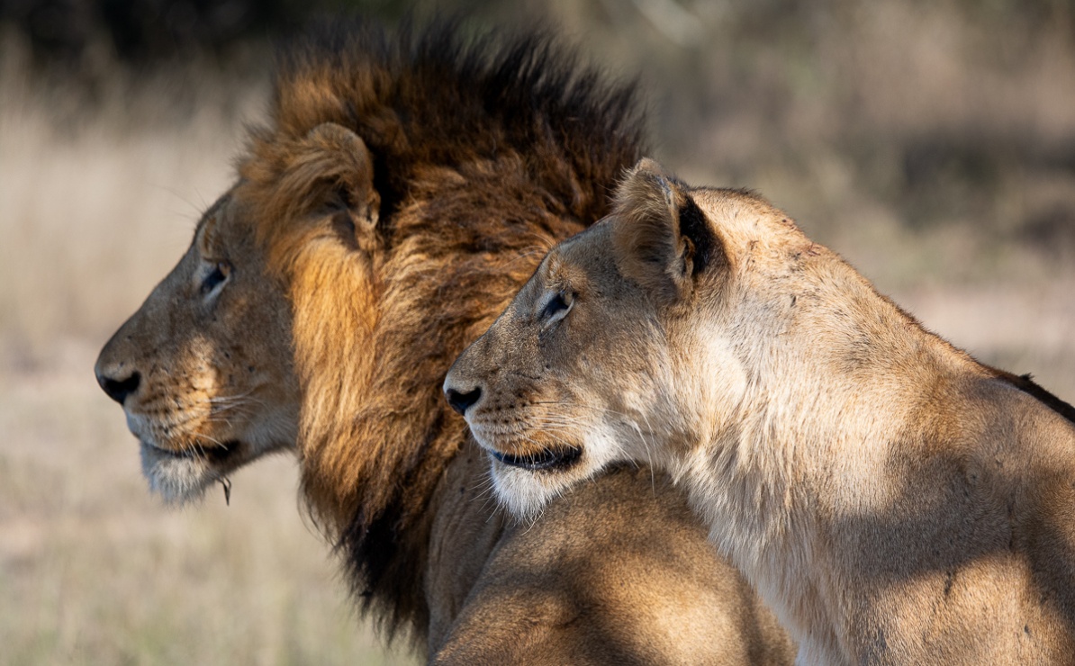 Male and female lions looking into the distance for a hunting opportunity at Sabi Sabi.