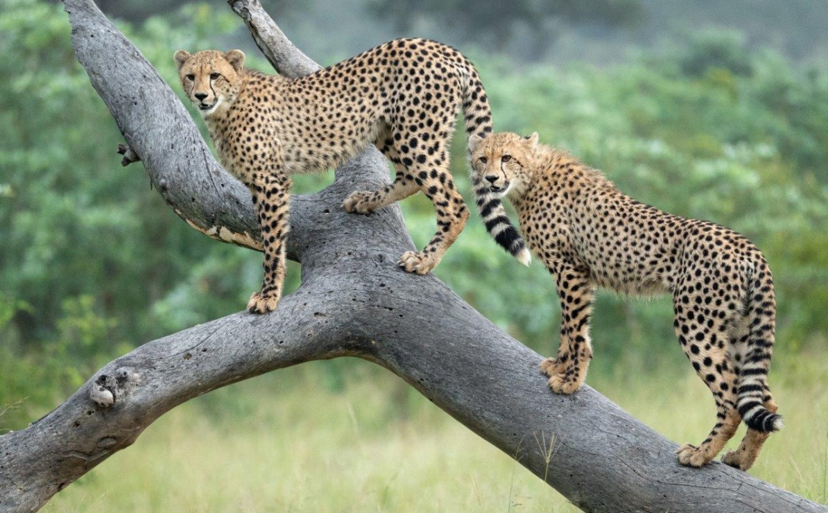 Two cheetahs climbing a dead tree in Sabi Sabi.