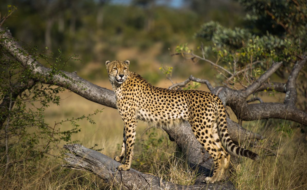 Cheetah  26