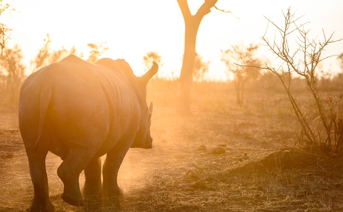 Spot a rhino early morning on a private Sabi Sabi game drive.