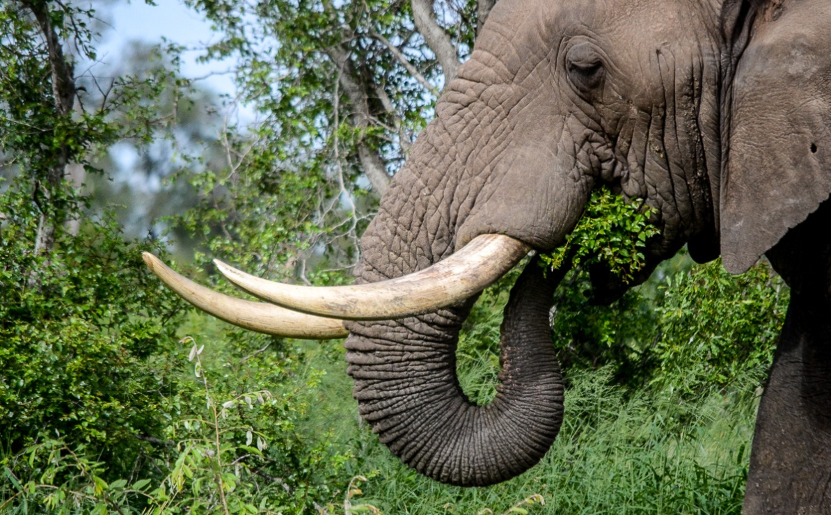 Elephant eating leaves that were ripped off a tree, spotted on a game drive by guests.