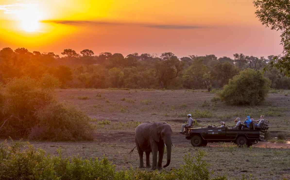 Embark on an early morning private game drive at Sabi Sabi Private Game Reserve.
