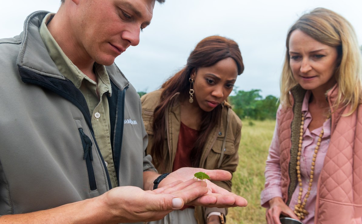 Sabi Sabi guide unravels entomology's importance on walking safari. Sabi Sabi guide unravels entomology's importance on walking safari.