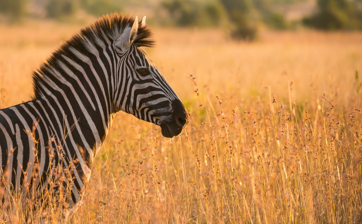 Sighting of a zebra standing in tall grass at Sabi Sabi Private Game Reserve.