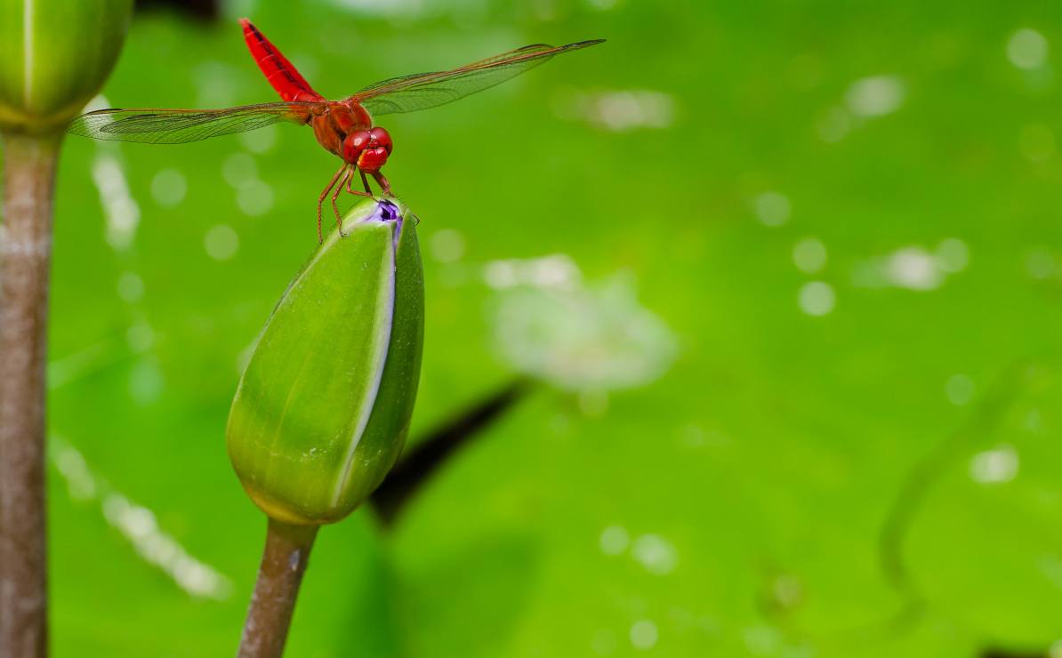 Closeup of a dragonfly on a water plant.