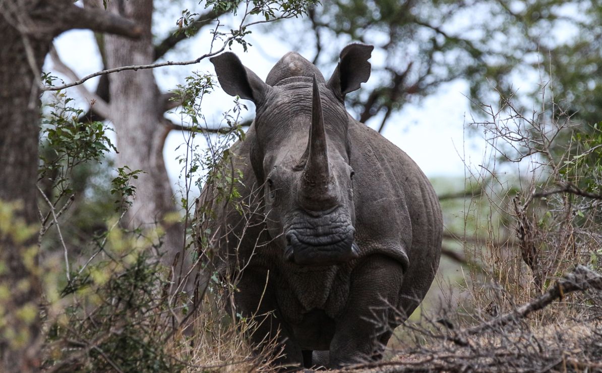 Rhino.  7