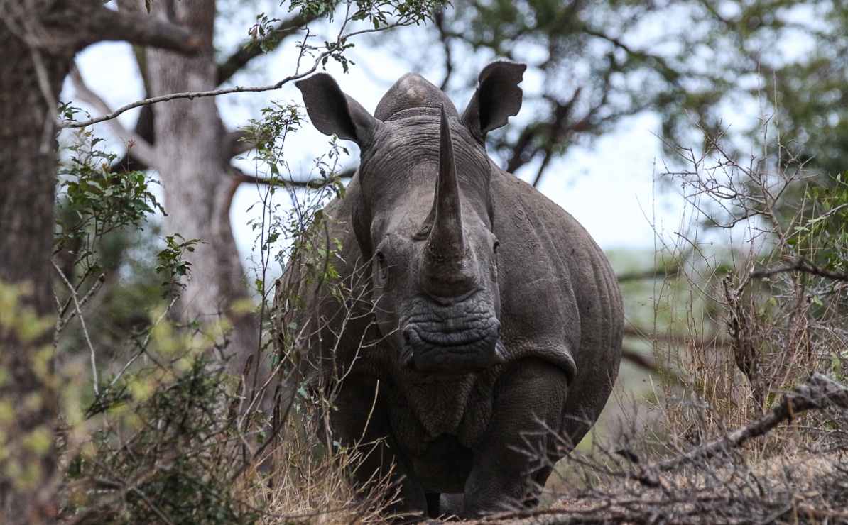 Rare sighting of a rhino looking straight at guests on a private Sabi Sabi game drive.