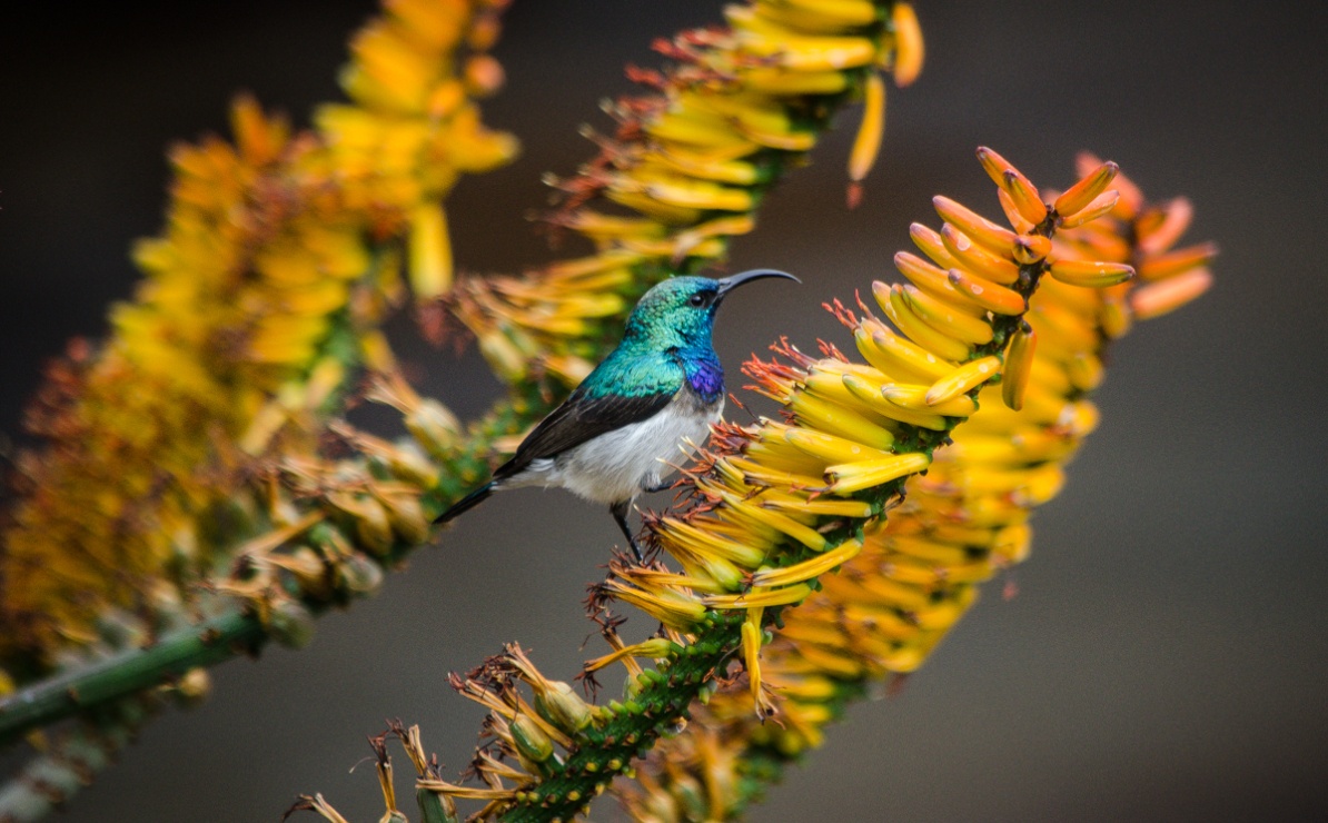 Spot a white-bellied sunbird perched on aloe, an aerial acrobat.