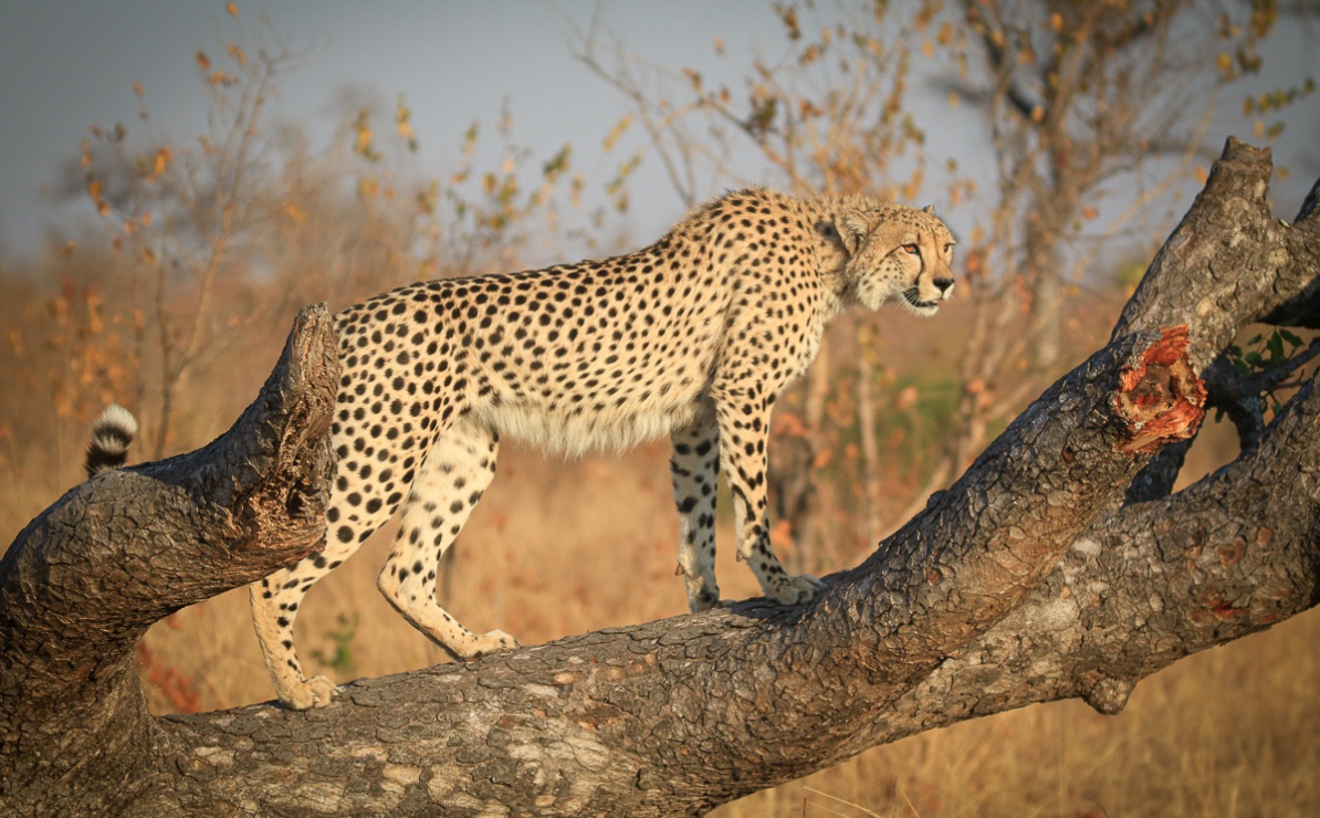 Cheetah standing on a dead tree at Sabi Sabi Private Game Reserve.
