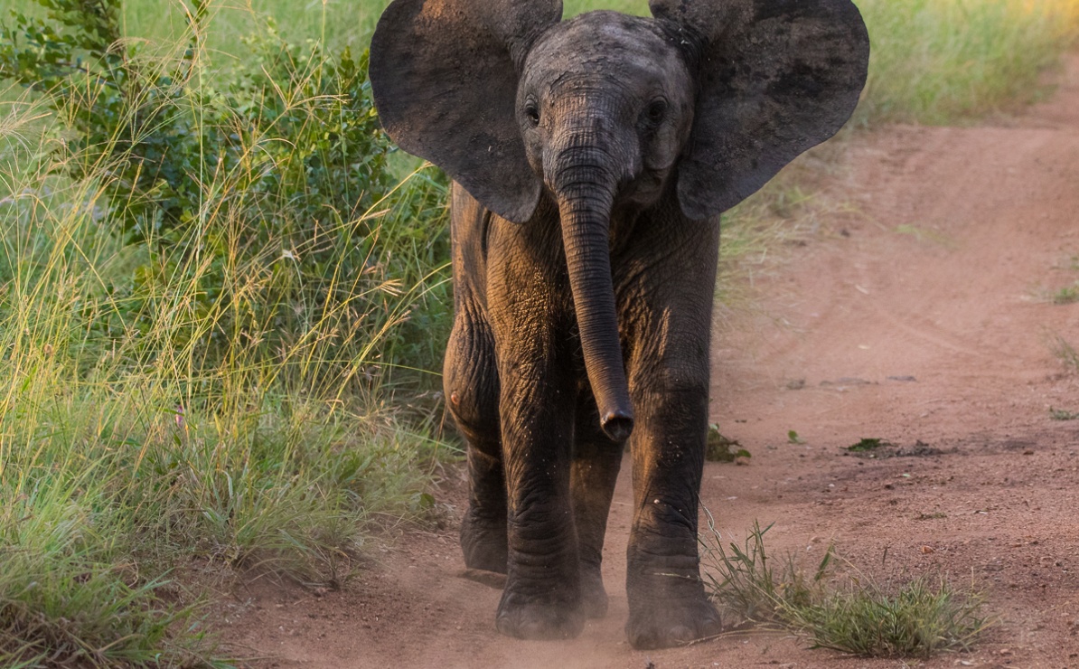 Witness a baby elephant showing dominance on a Sabi Sabi private game drive.