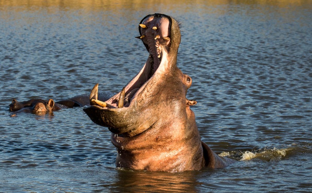 Observe thrilling hippos showcasing their jaws during a Sabi Sabi safari.