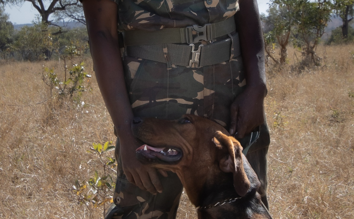 Sabi Sabi anti-poaching unit with their trained dog ensures protection to endangered species.