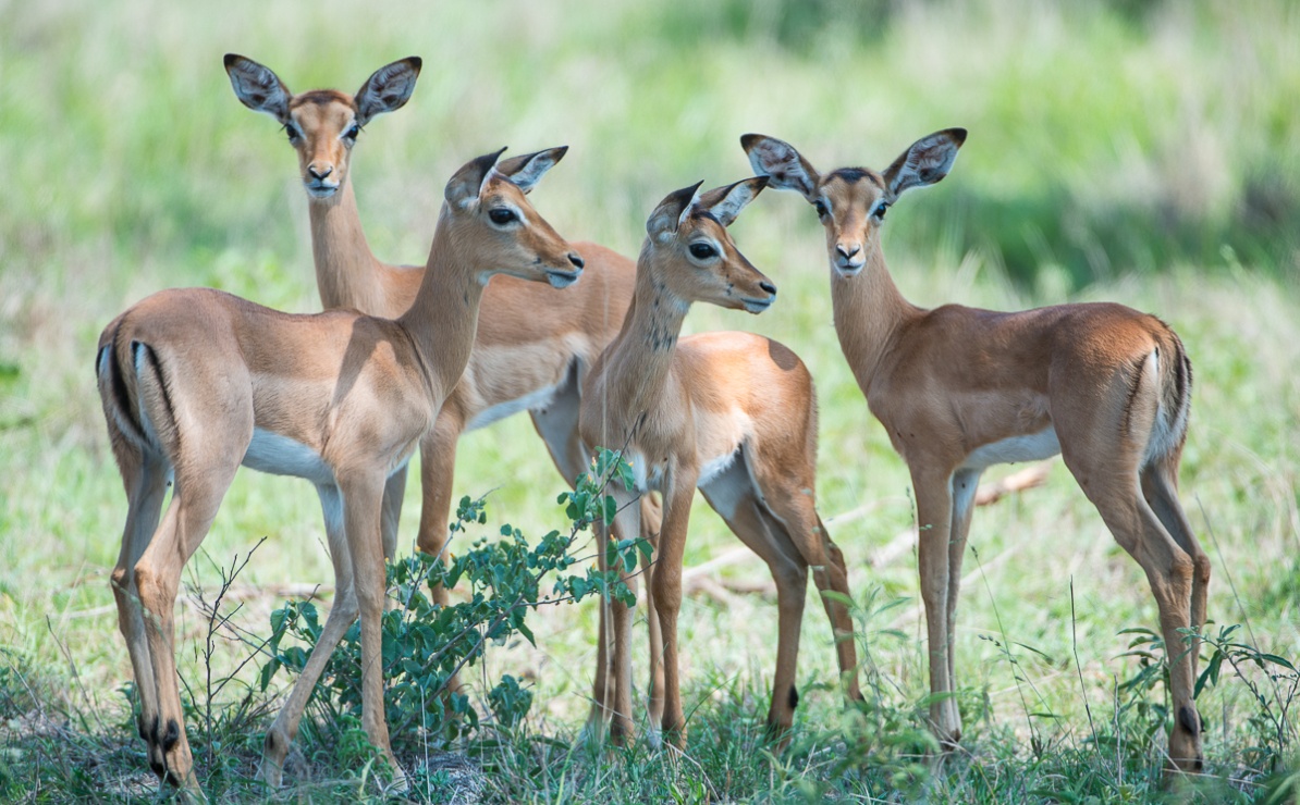 Young impala spotted standing together at Sabi Sabi Private Game Reserve.