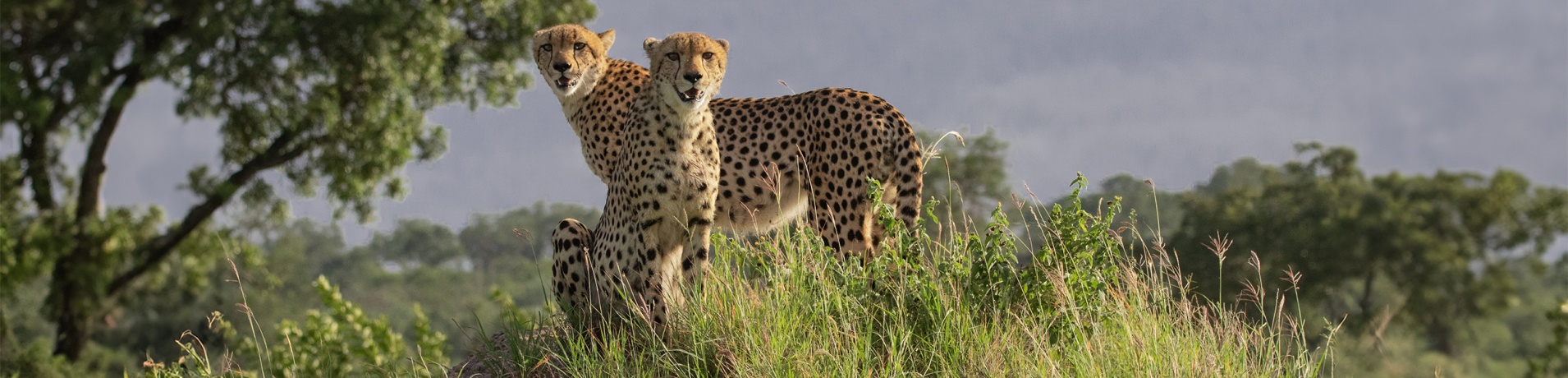 Sabi Sabi Rates Wildlife Cheetahs Banner Image 01