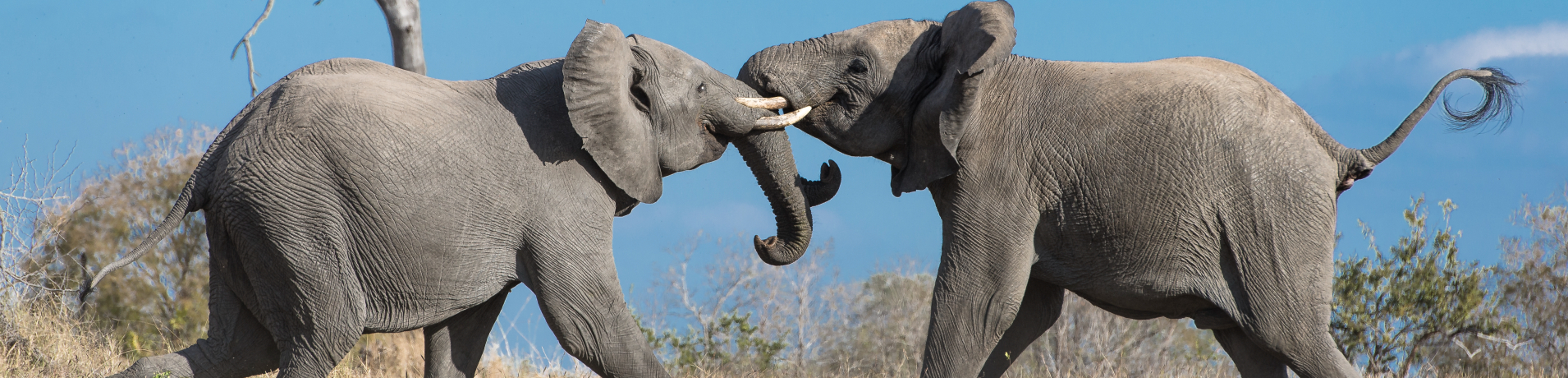 Elephants Fighting
