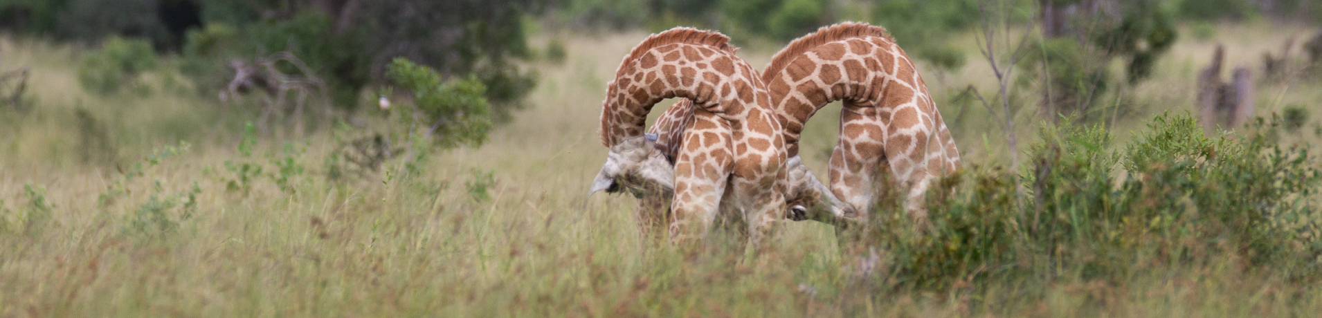 General Wildlife  251
