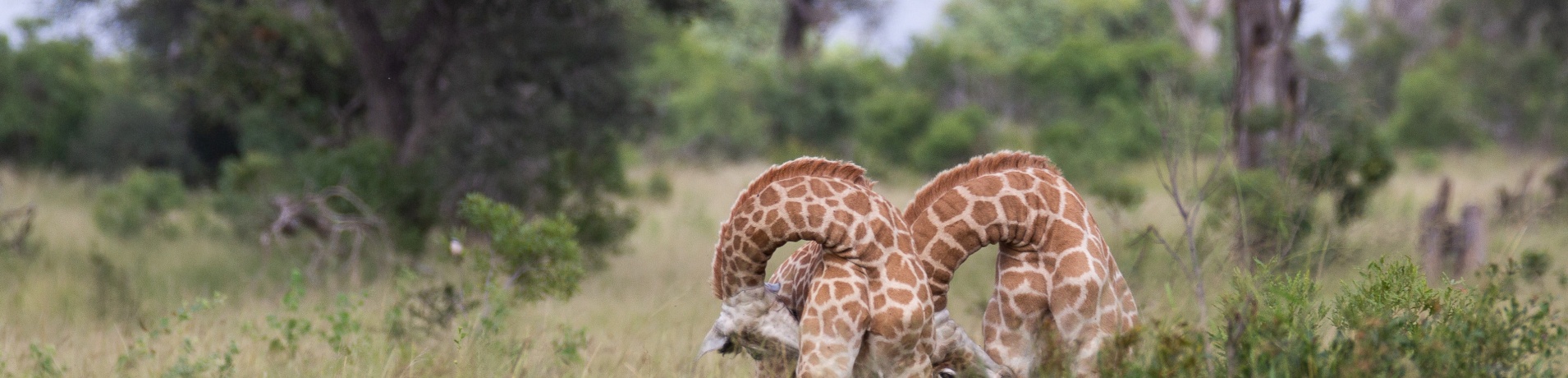 Giraffes indulging in self-care, a rare sight on Sabi Sabi's exclusive game drive. Giraffes indulging in self-care, a rare sight on Sabi Sabi's exclusive game drive.