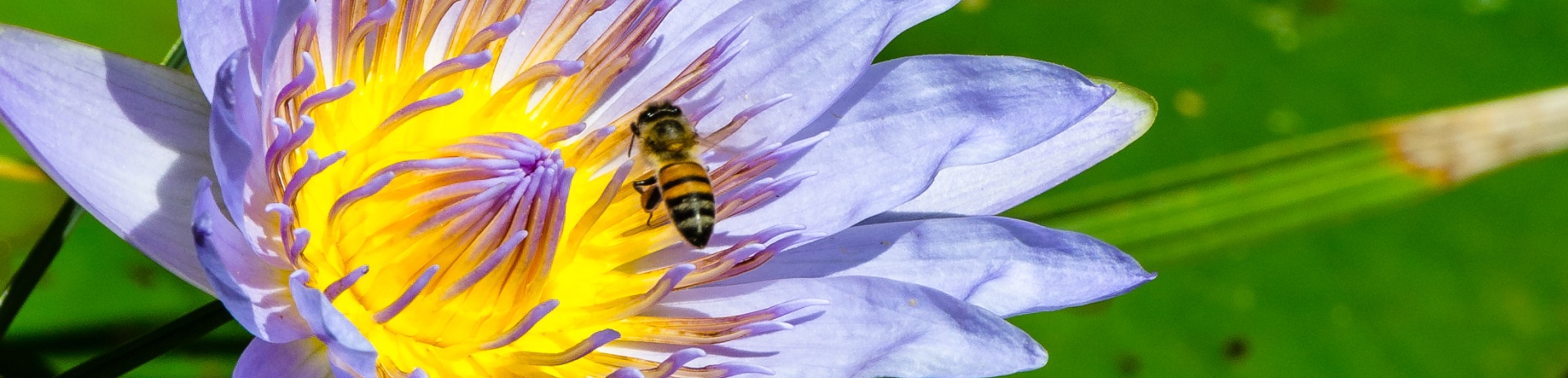 Observe the mesmerizing beauty of nature as a bee meticulously collects pollen from the delicate petals of a water lily flower. Observe the mesmerizing beauty of nature as a bee meticulously collects pollen from the delicate petals of a water lily flower.