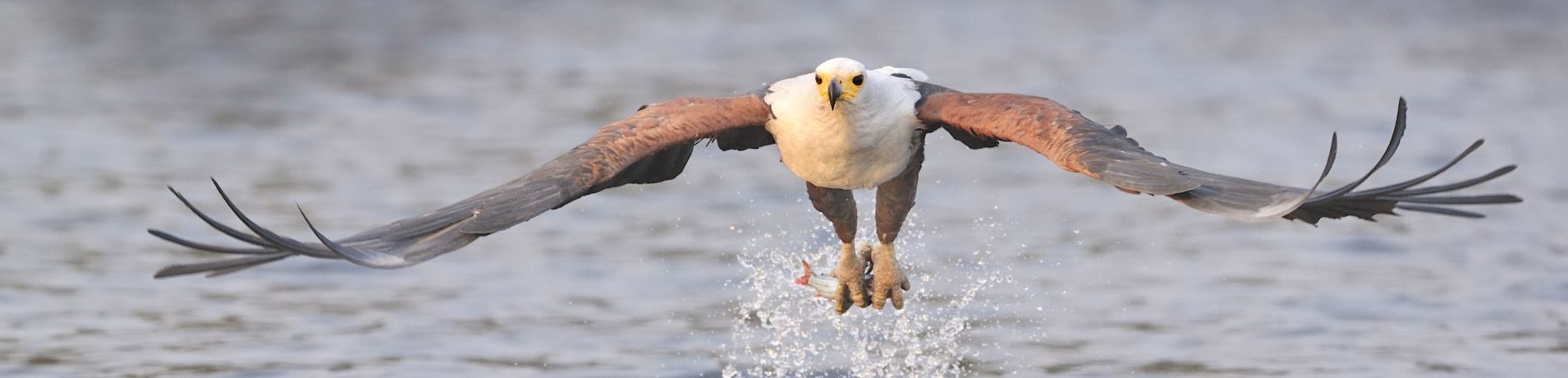 Birds  23