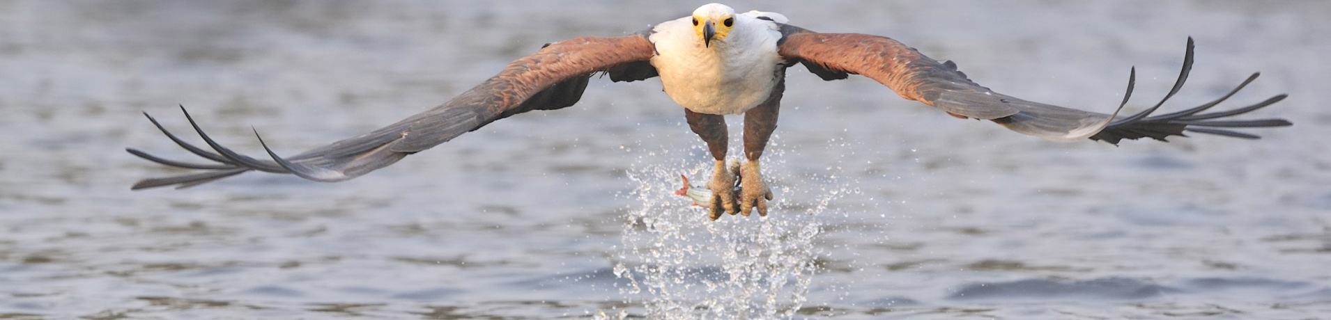 Witness the majestic African fish eagle triumphantly capturing its prey at Sabi Sabi.