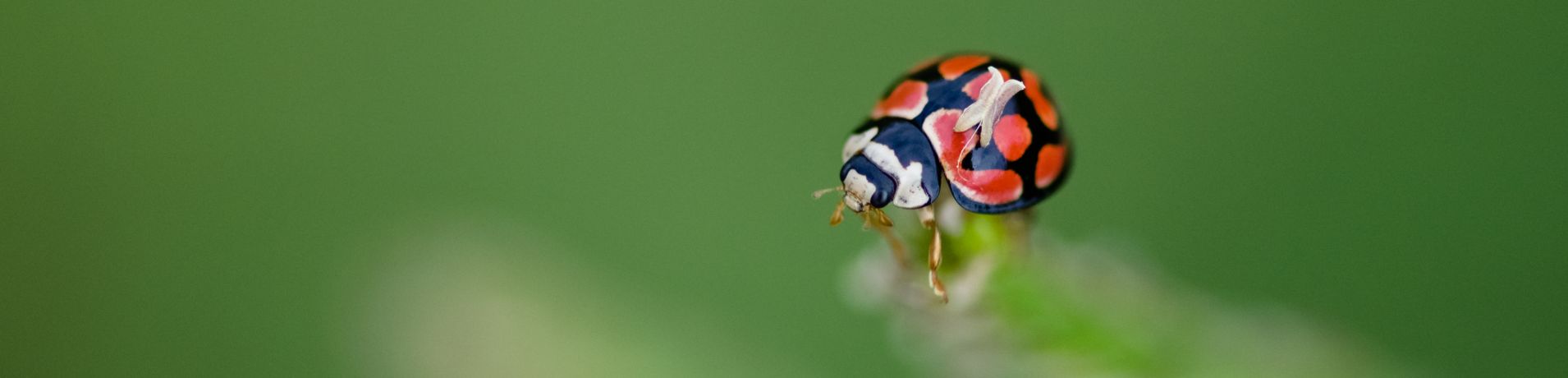 General Wildlife  110