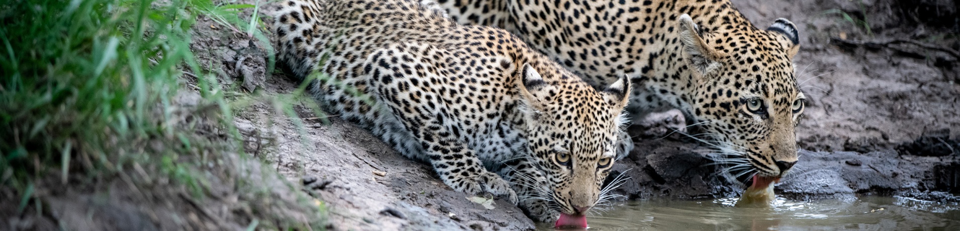 Sabi Sabi Rates Banner Leopards Drinking Water