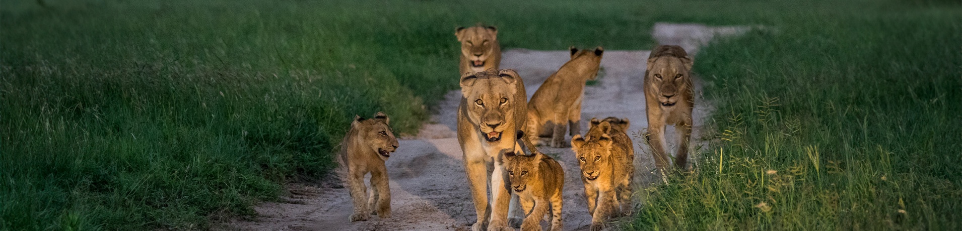 Sabi Sabi Contact Us Banner