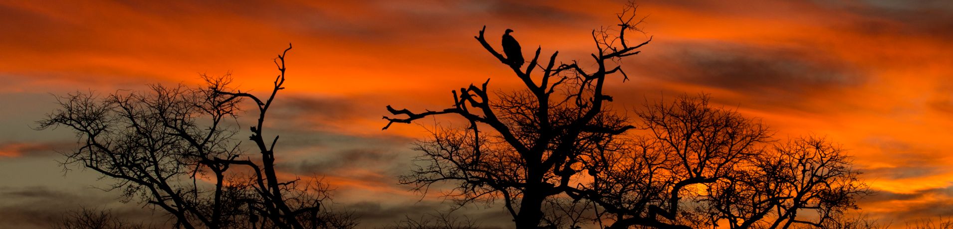 Birds  96