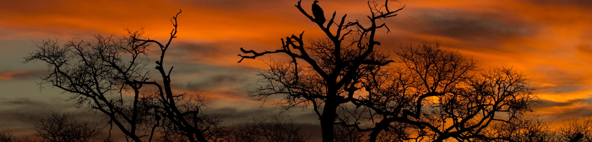 Vulture perched on a tree during a magical Sabi Sabi sunset.