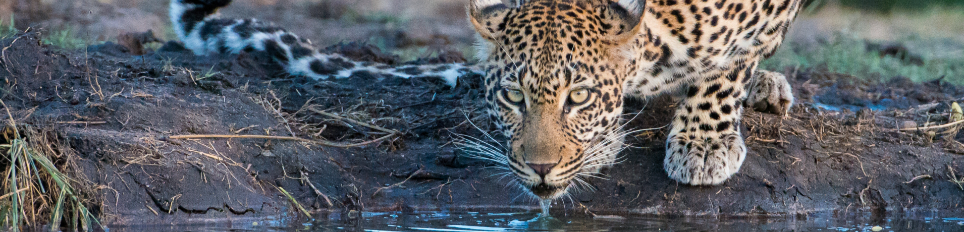 Leopard 199