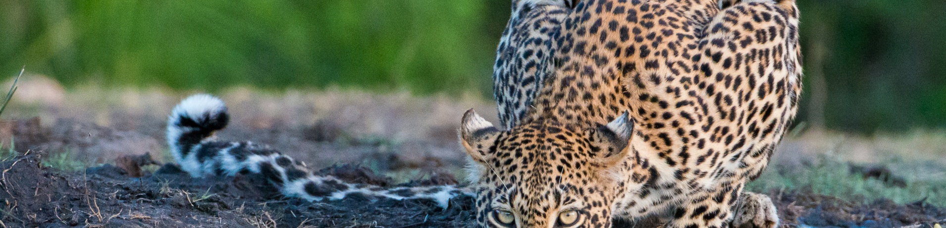 Witness a leopard gracefully quenching its thirst at a serene natural dam. Witness a leopard gracefully quenching its thirst at a serene natural dam.