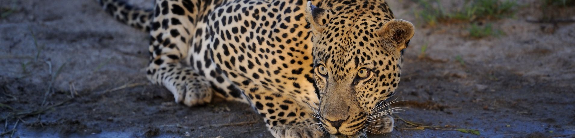 Leopard. 198