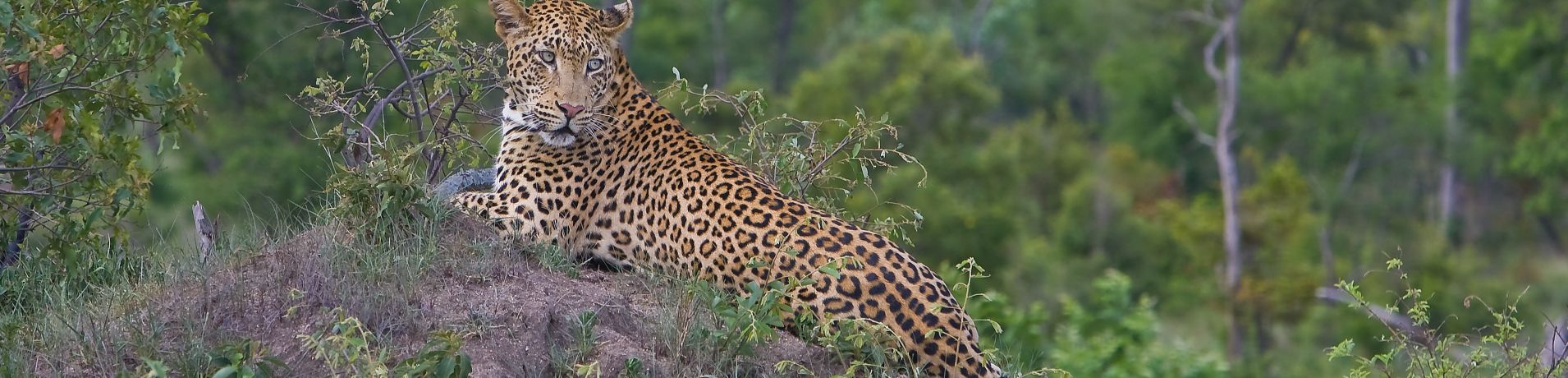 Leopard. 195