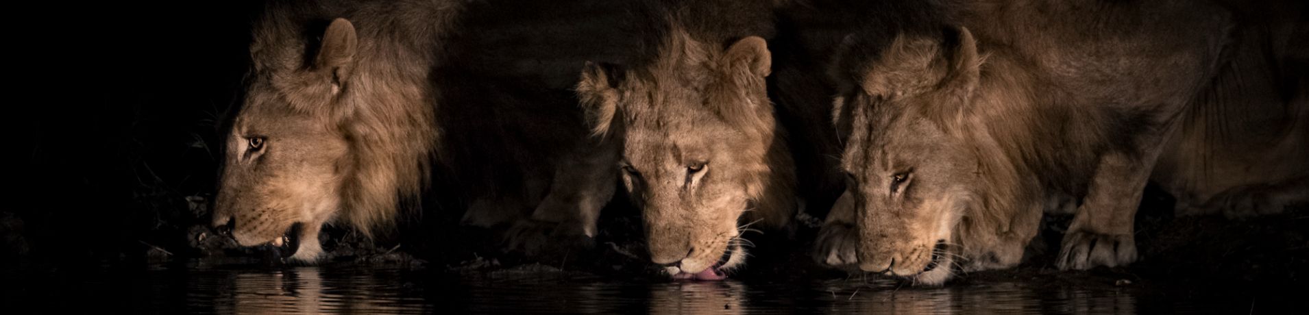Lion.  99
