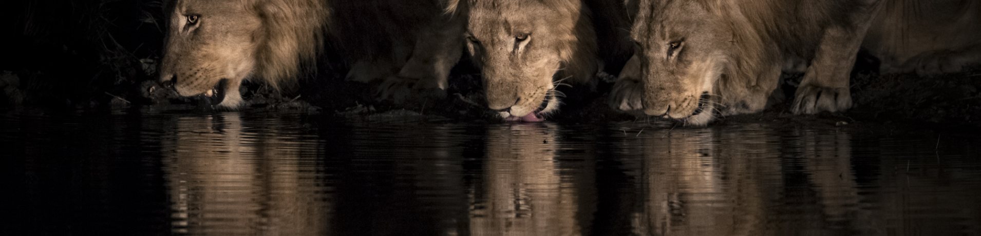 Young male lions drinking at a waterhole, spotted by guests on a private Sabi Sabi night drive.
