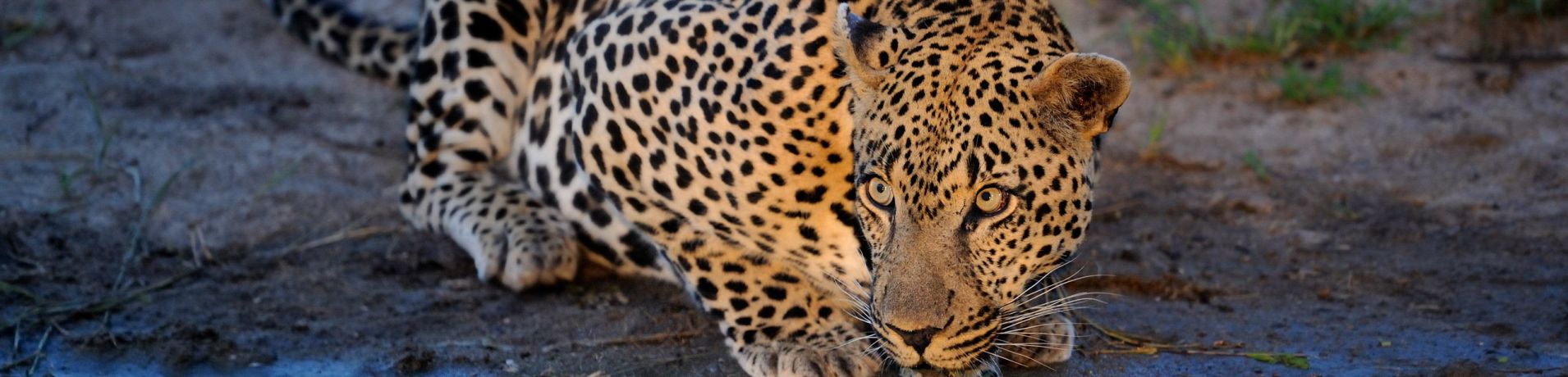 Leopard. 198