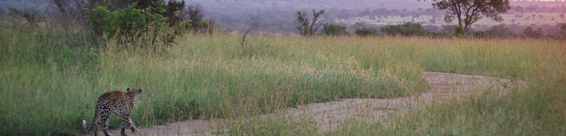 Witness a leopard walking confidently on a Sabi Sabi trail.