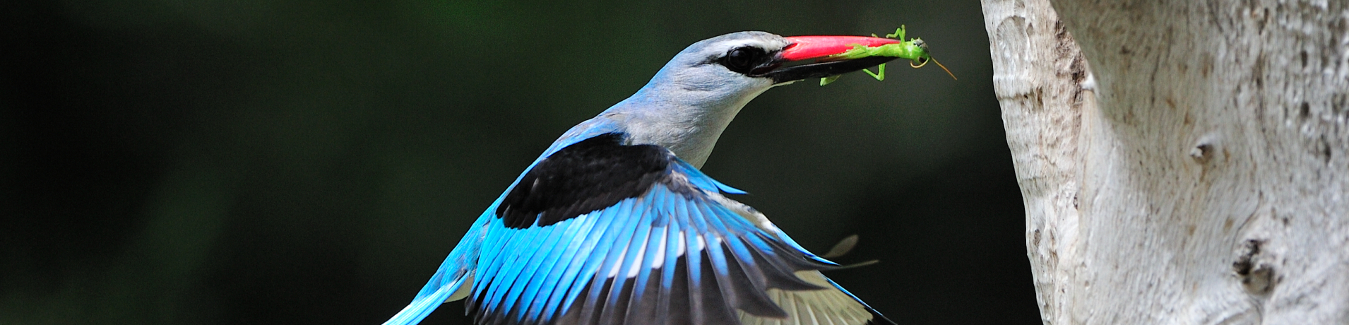 Birds  6