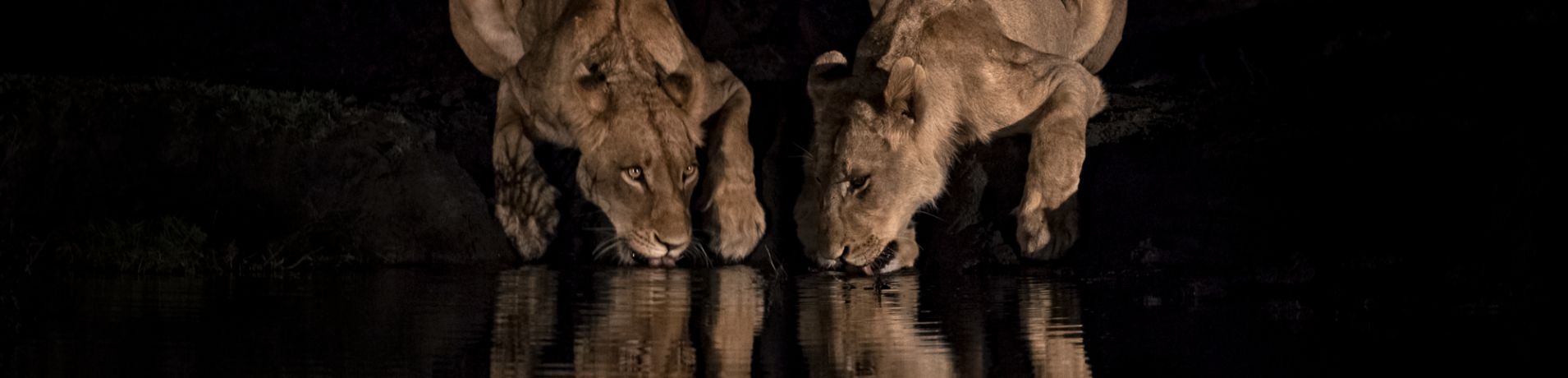 Lion.  97