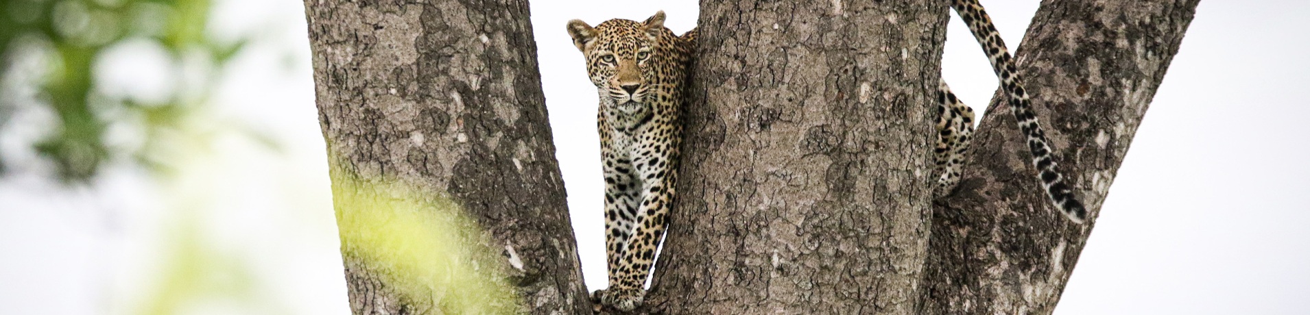 Sabi Sabi Package Pay 3 Stay 4 Leopard Banner