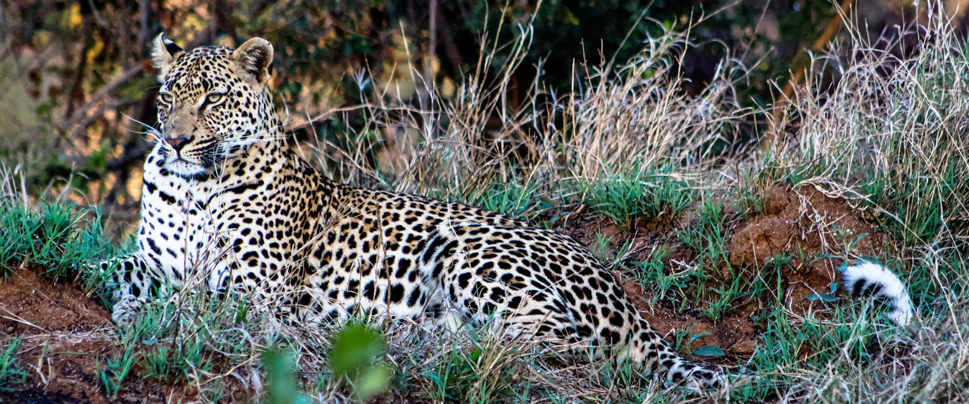 The Life of a Young Male Leopard in a New Area.