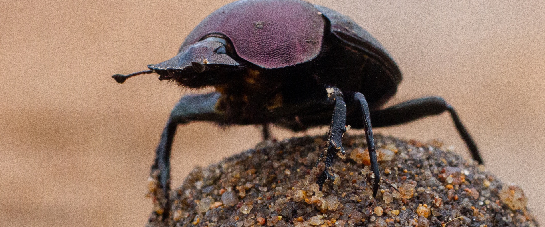 Daniel Greyvenstein   Dung Beetle   2 Daniel Greyvenstein   Dung Beetle   2
