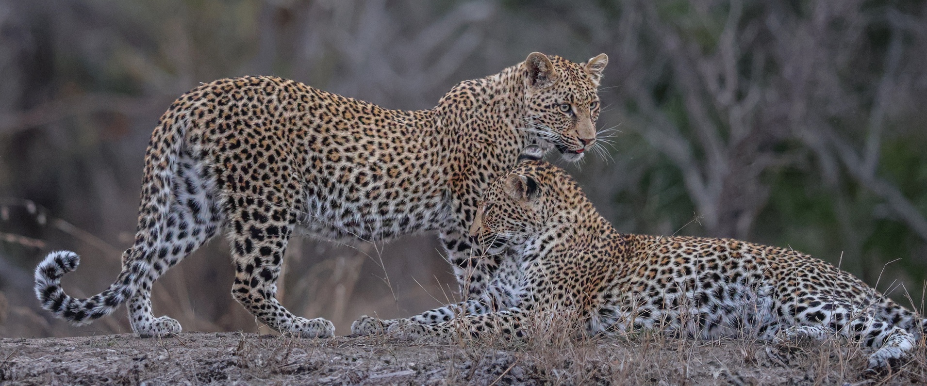 Sabi Sabi Ruan Mey Ntumsi Daughters Banner Sabi Sabi Ruan Mey Ntumsi Daughters Banner