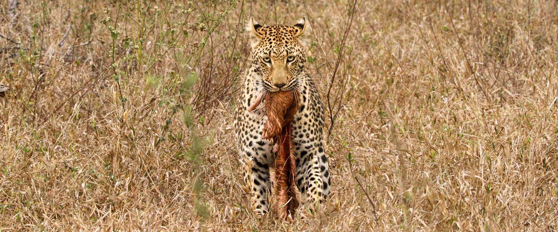 Sabi Sabi Jana Du Plessis Banner