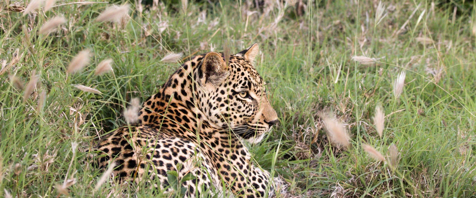 Sabi Sabi Jana Du Plessis Banner